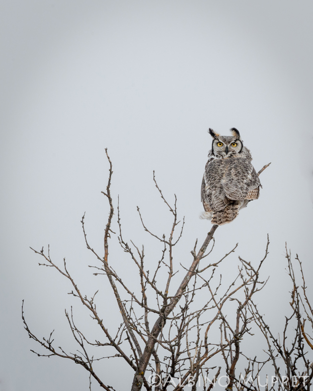 Great Horned own perched on bare tree top looking at camera, alberta bird photography
