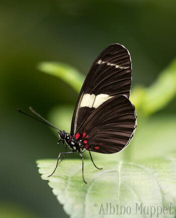 black butterfly standing on green leaf