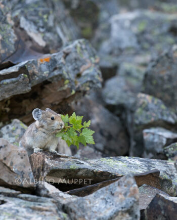 pika on rocks holding a branch with green leaves in its mouth, Canadian wilderness scene