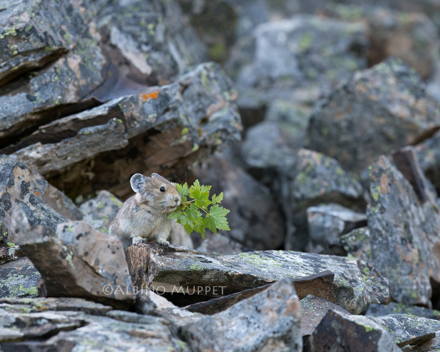 pika on rocks holding a branch with green leaves in its mouth, Canadian wilderness scene