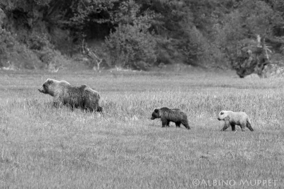 Side profile Three Grizzly bears walking in grass, Wildlife photography