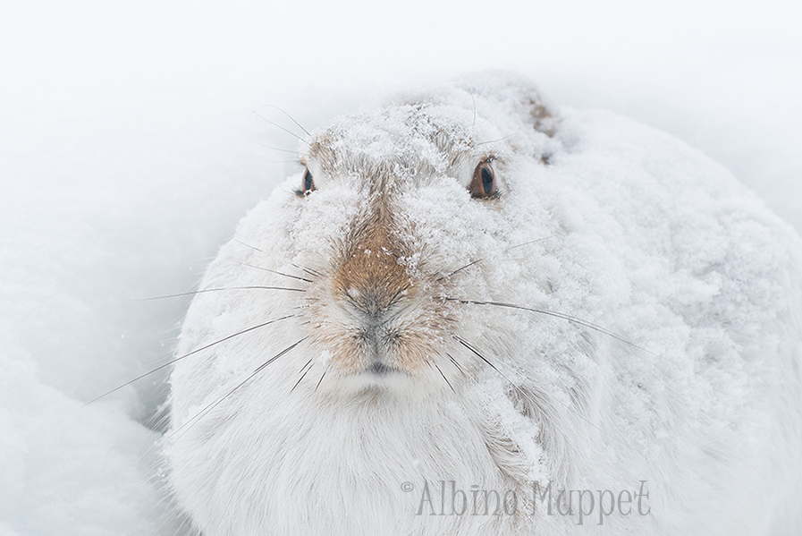 Close up of Jackrabbit covered in snow with snowy background, Alberta Wildlife