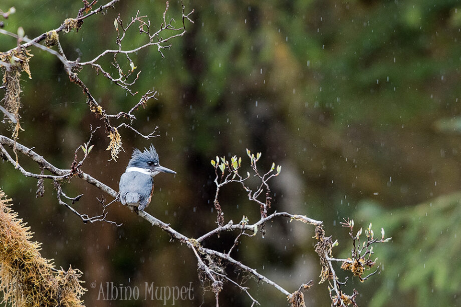 Belted Kingfisher on tree branch in the rain