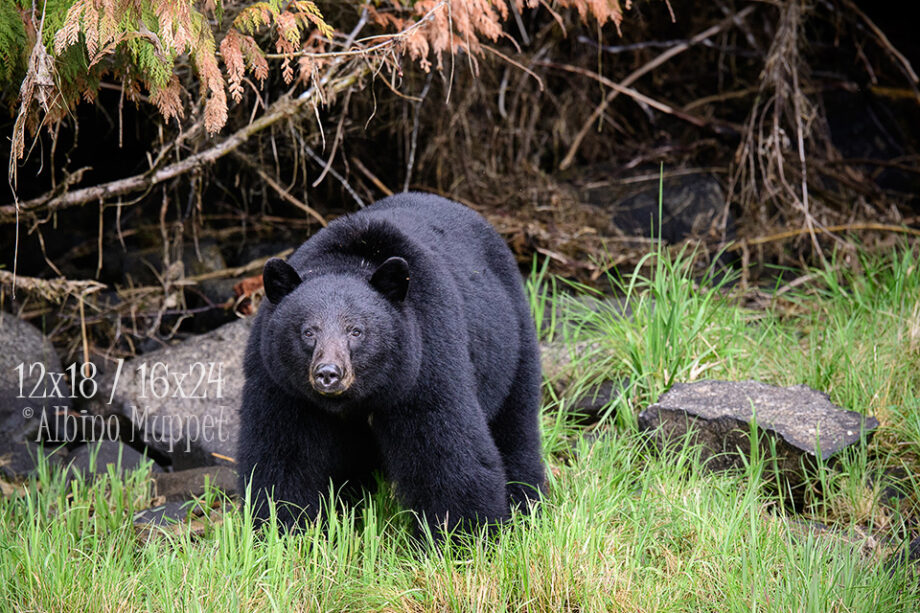 large black bear standing in grass with rocks and trees in background, canadian wildlife scene