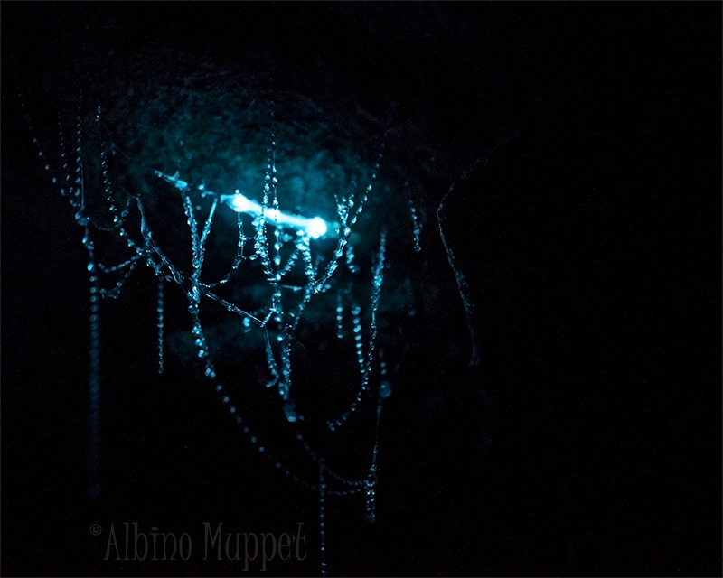 glow worm in cave, macro photography, new zealand