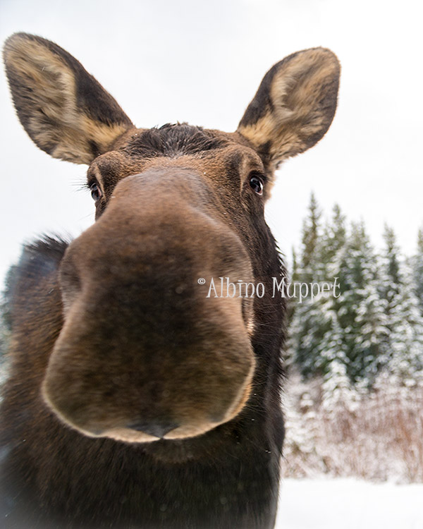 close up of moose nose and face with snowy background, canadian wildlife