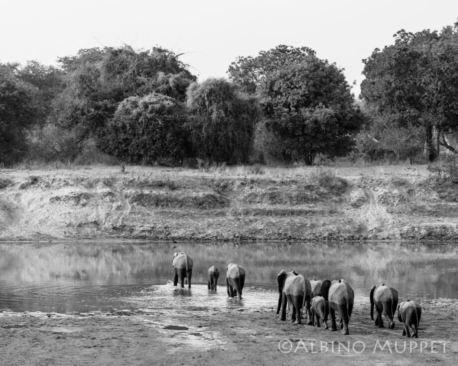 Herd of elephants entering water with shore and trees in background, African wildlife photography