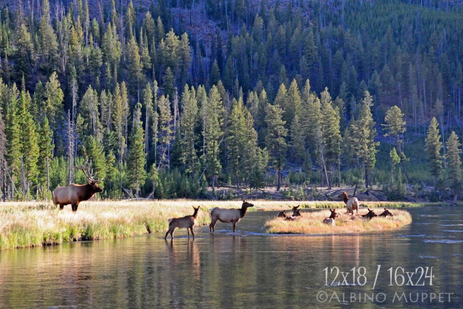 Bull elk and herd in tall grass with water and trees, Yellowstone National Park wildlife scene