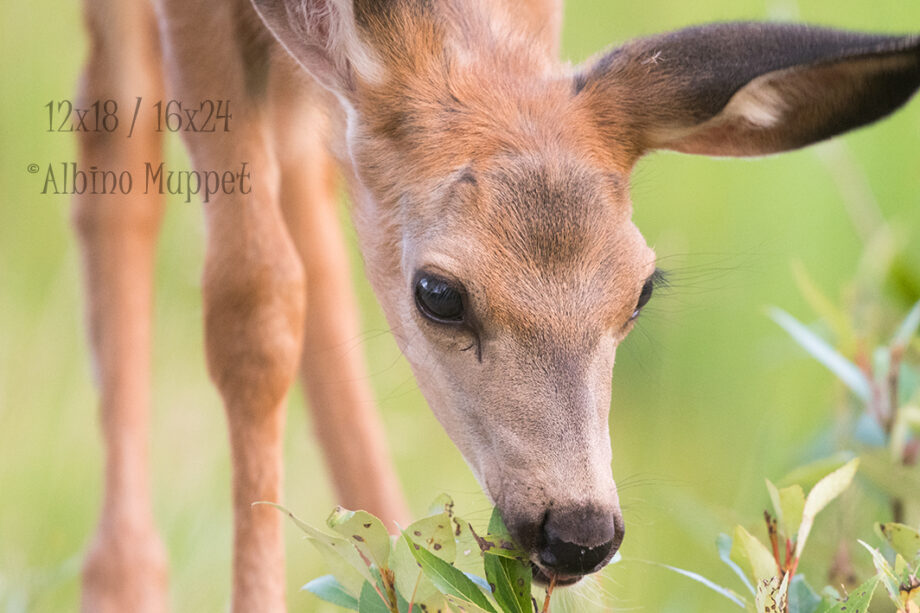 young deer fawn eating leaves with green background, canadian wilderness scene