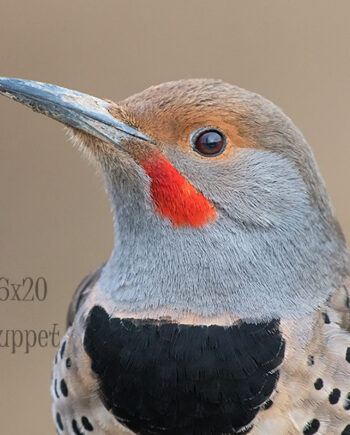 Head and shoulder portrait of Northern Flicker on brown background, Alberta bird scene