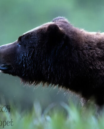 side profile of grizzly bear head and shoulders in tall grass with green background, canadian wildlife