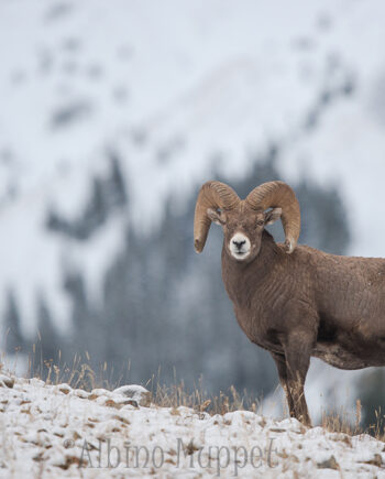 Bighorn ram on snow covered ridge with snow moutains in background, canadian wilderness scene