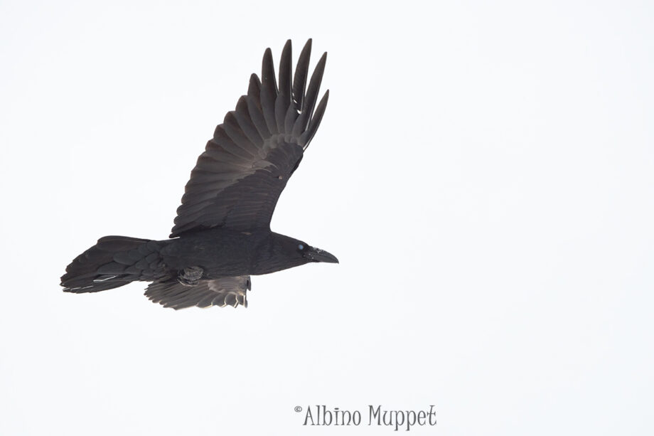 Raven flying on white background, alberta birds