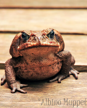 large toad with black and blue eyes sitting on wooden boardwalk, Guatemala wildlife