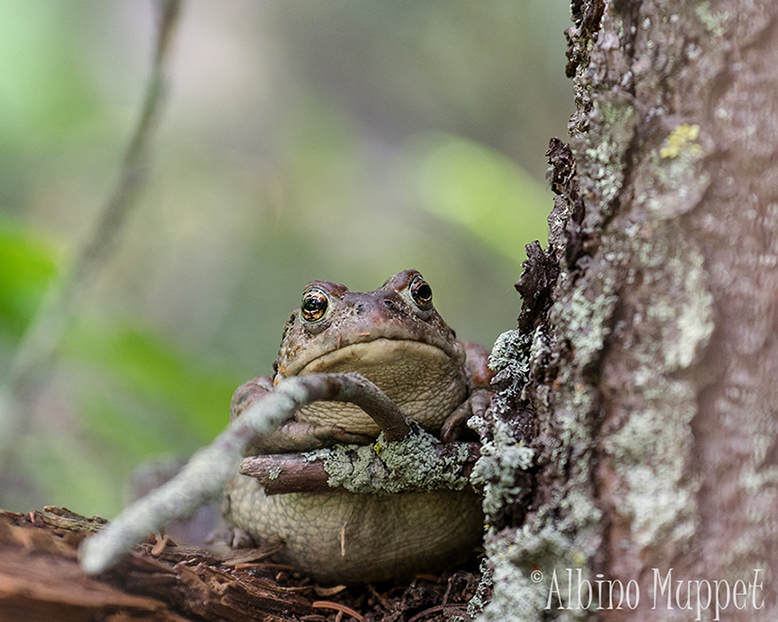 Green toad resting on branch beside tree