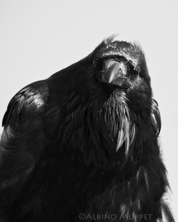head on portrait of raven looking into camera, black and white photo, canadian wildlife