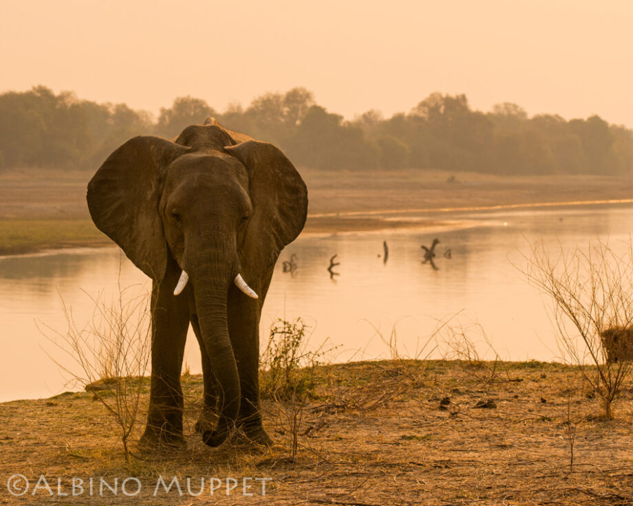 Standing wild elephant at river edge with peach orange sunset in background, Africa wildlife scene