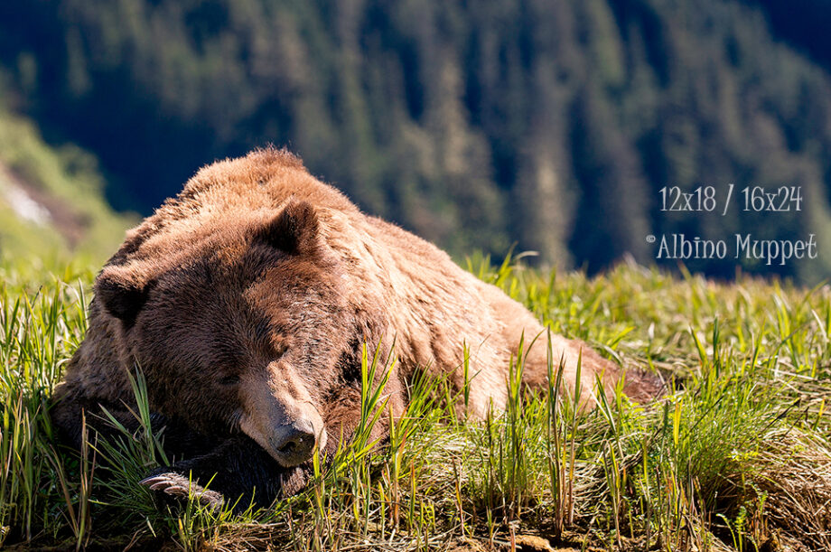 Large Grizzly bear sleeping in grass with head rested on arm