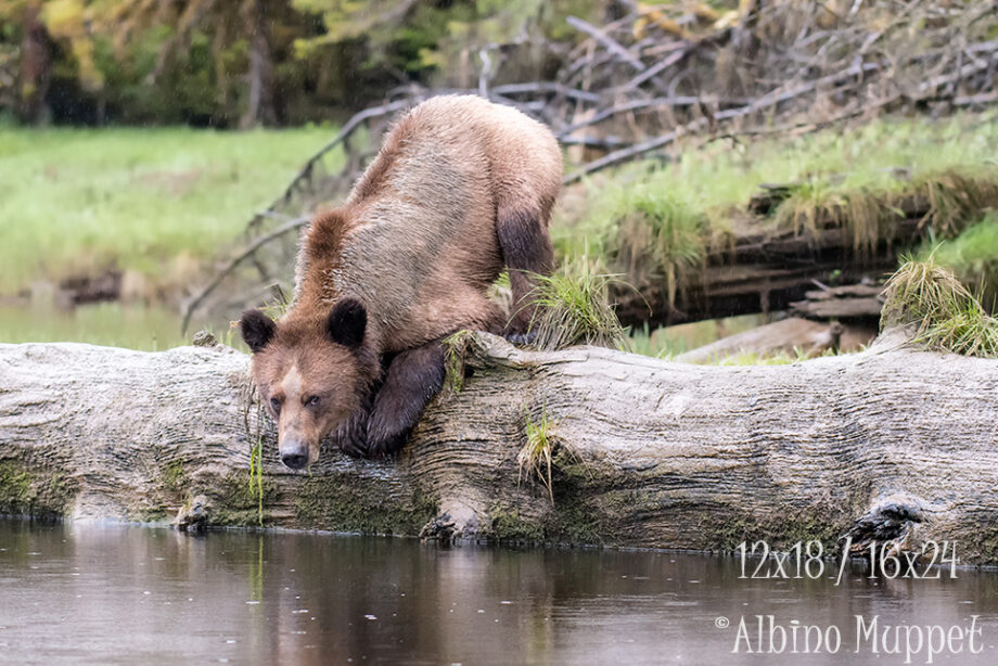 grizzly bear kneeling down on large log beside the water, canadian wildlife scenery