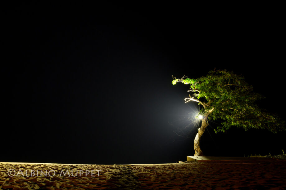 Single tree on sandy beach at night, African landscape photo, lake Malawi