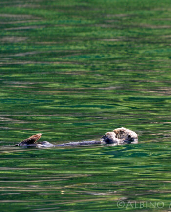 Otter floating in water with green reflections, wildlife scene