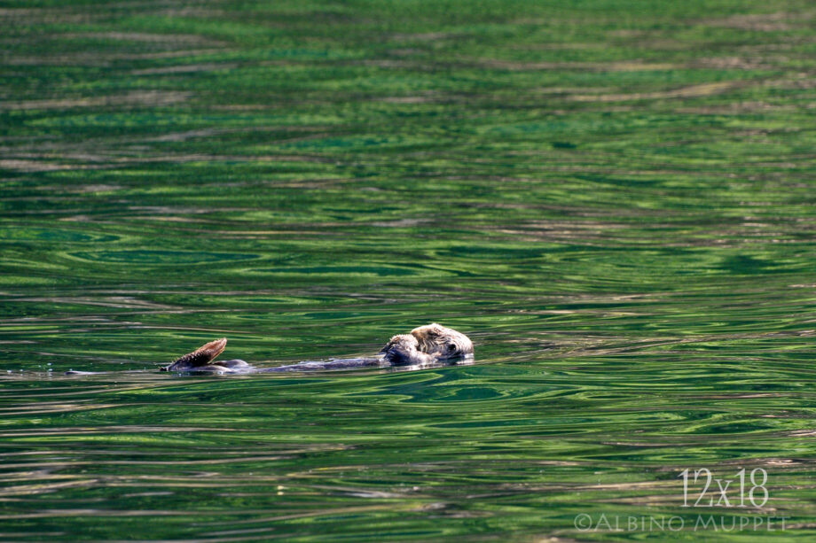 Otter floating in water with green reflections, wildlife scene