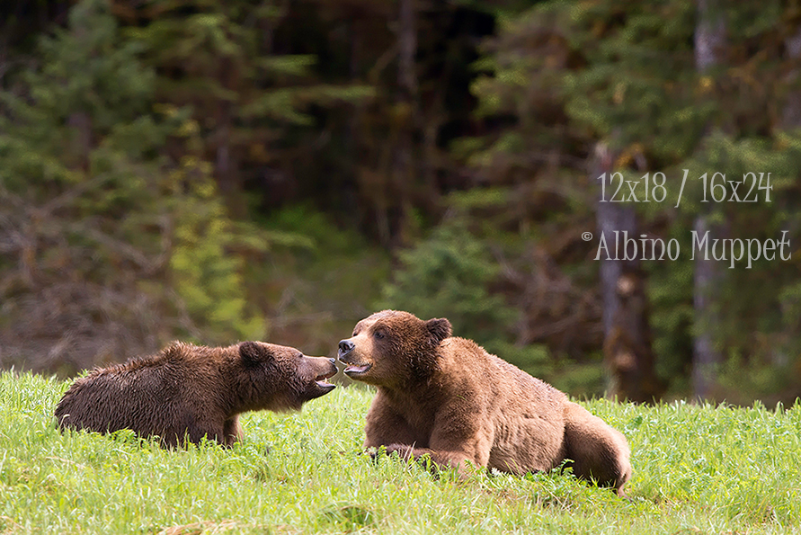 Two grizzly bears laying down facing each other with mouths open, canadian wildlife scene