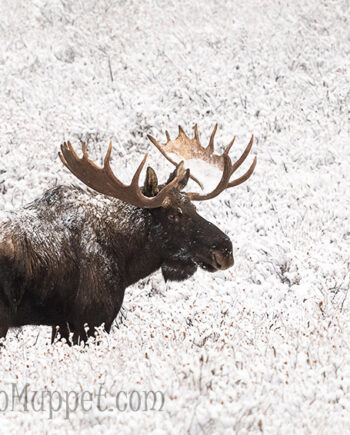Large Bull Moose covered in snow standing in field, Canadian wildlife