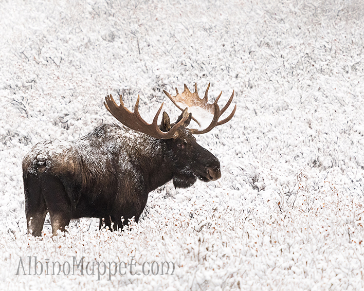 Large Bull Moose covered in snow standing in field, Canadian wildlife