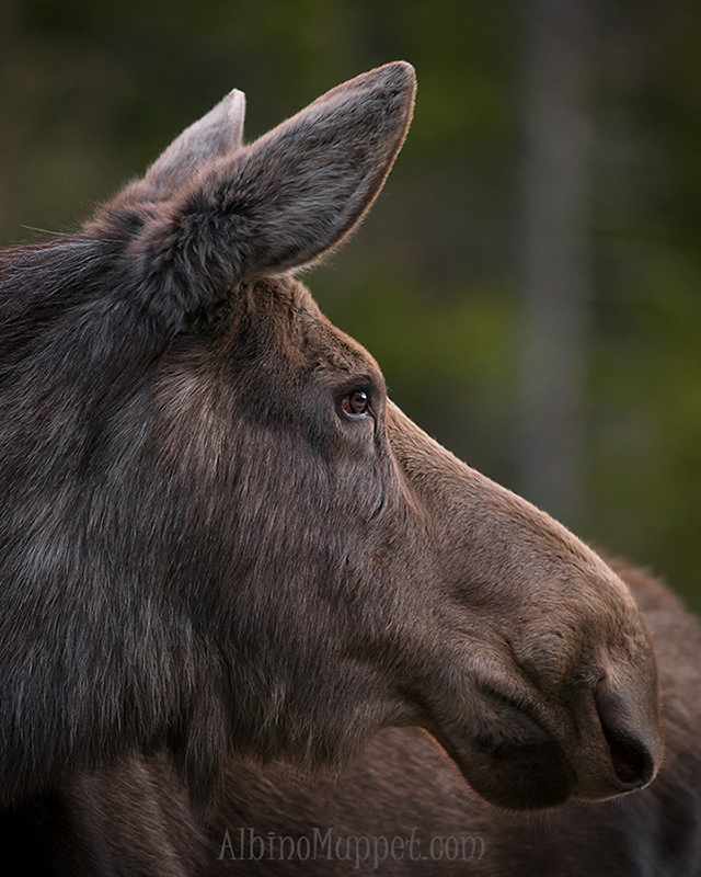 profile of cow moose head at sunrise, canadian wildlife scene
