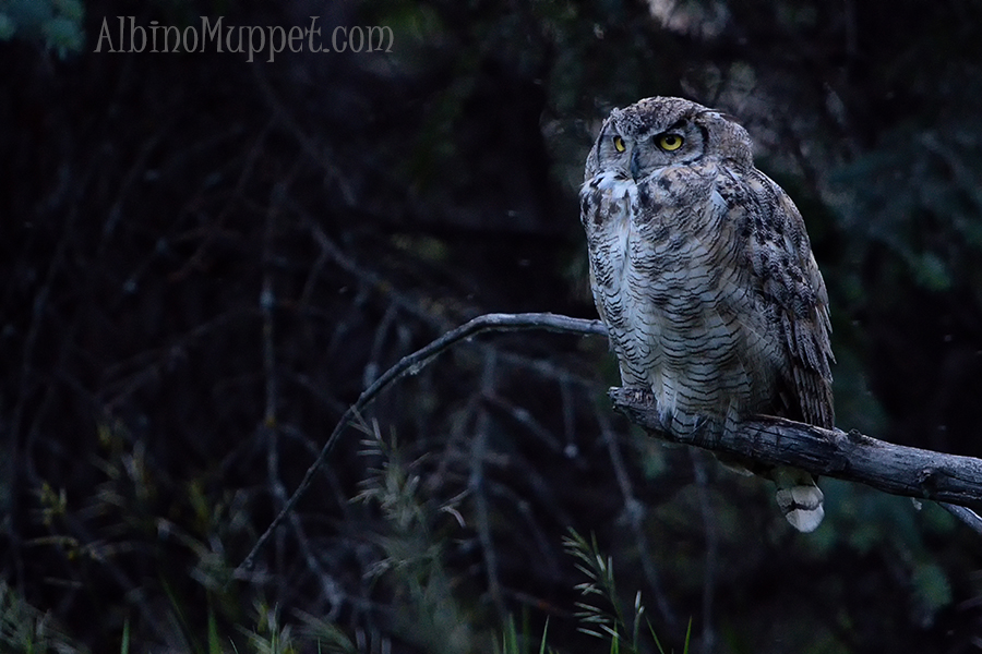 Great Horned Owl on branch at sunset with dark forest background, Canadian wildlife
