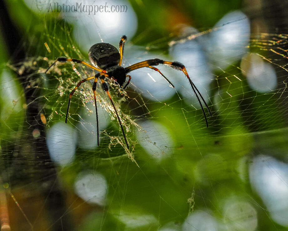 Large yellow and black spider crawling on web towards camera, Belize insects