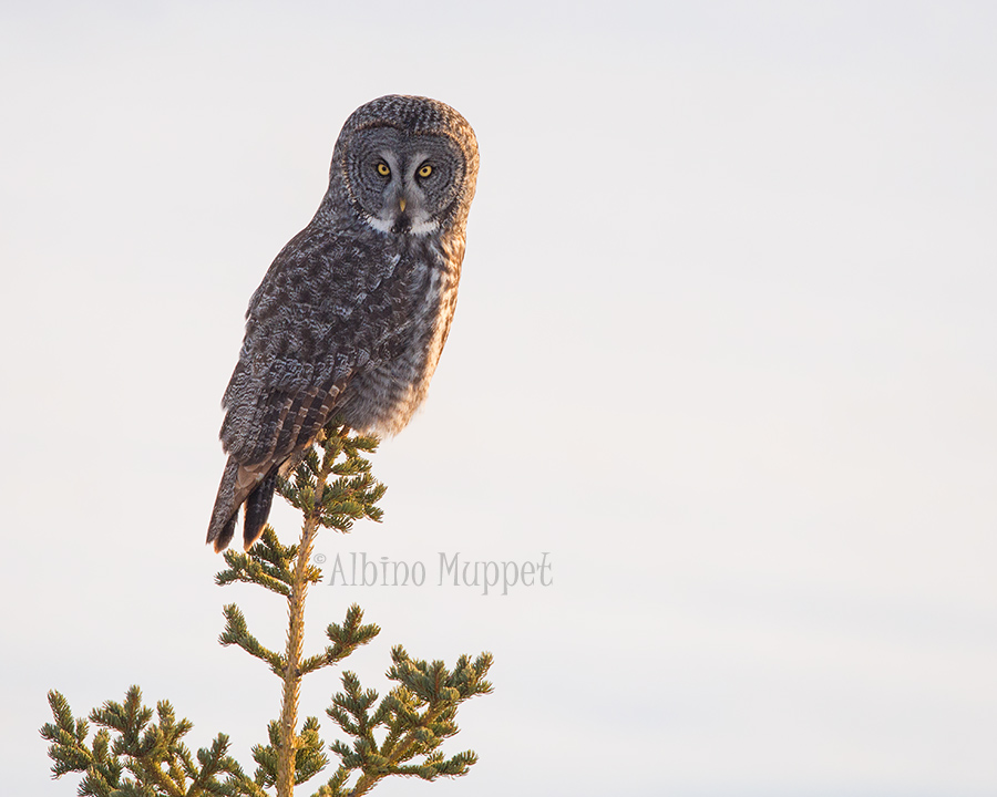 Great Gray Owl with golden sun light on feathers perched on tree top, Canadian Wildlife