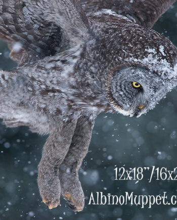 Great Gray Owl flying in snow storm with legs and talons visible