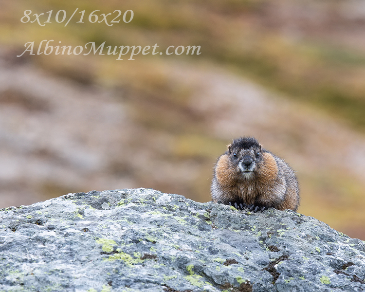 canadian small animal, baby marmot with chubby cheeks sitting on rock