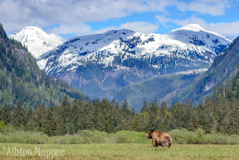 Canadian wildlife scene, Grizzly bear in grass with mountains in background