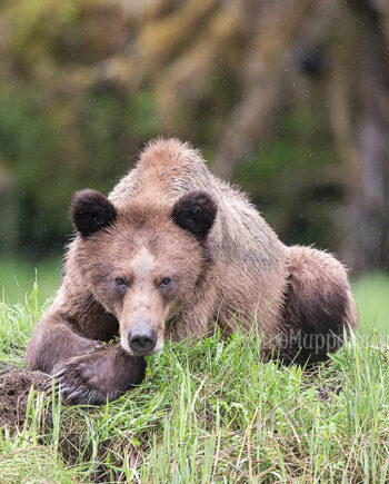 Grizzly Bear laying down in the rain, canadian wildlife