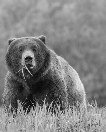 Large Grizzly standing in grass looking head on