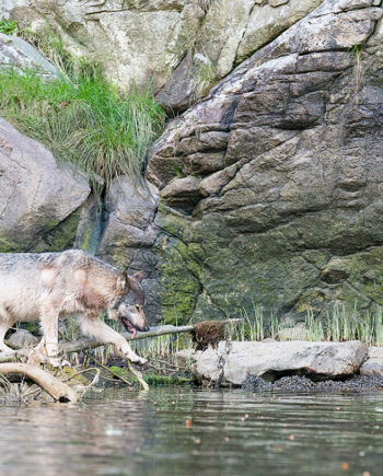 Canadian Wildlife, Gray Coastal Wolf at edge of water