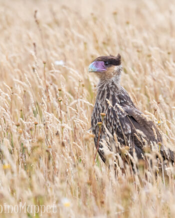 Chile Wildlife, Crested Caracara bird in long grass