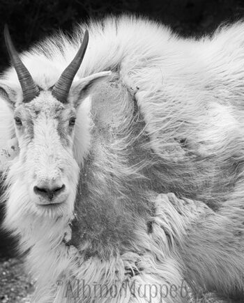 Mountain Goat close up, Jasper National Park