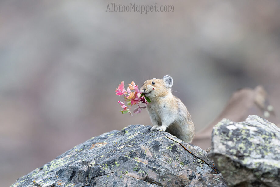 Pika with Pink flower in mouth, Alberta, Canadian wildlife