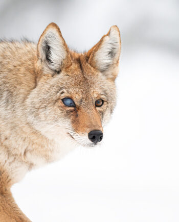 Coyote with damaged eye staring at the camera in a winter setting