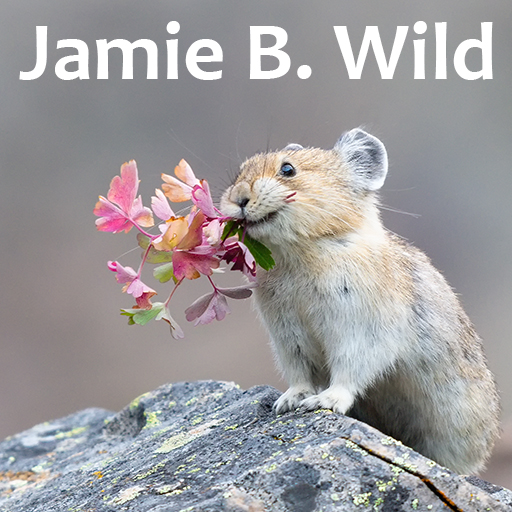Jamie B Wild