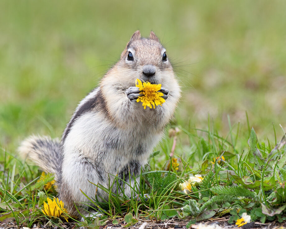 squirrel holding dandelion up