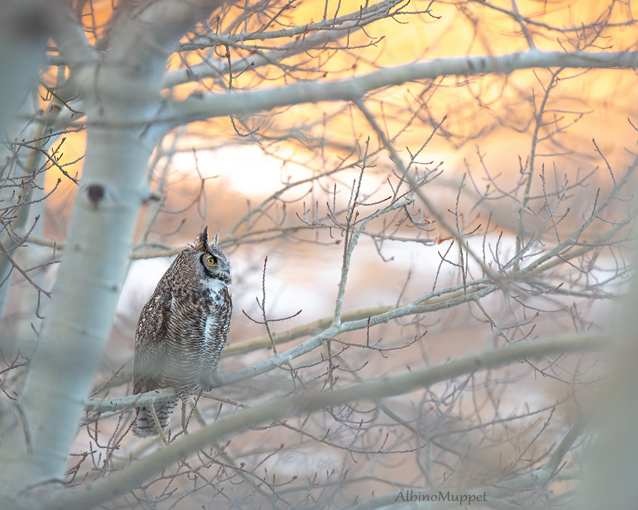 Great Horned Owl Getting Ready for Breakfast | Jamie B Wild