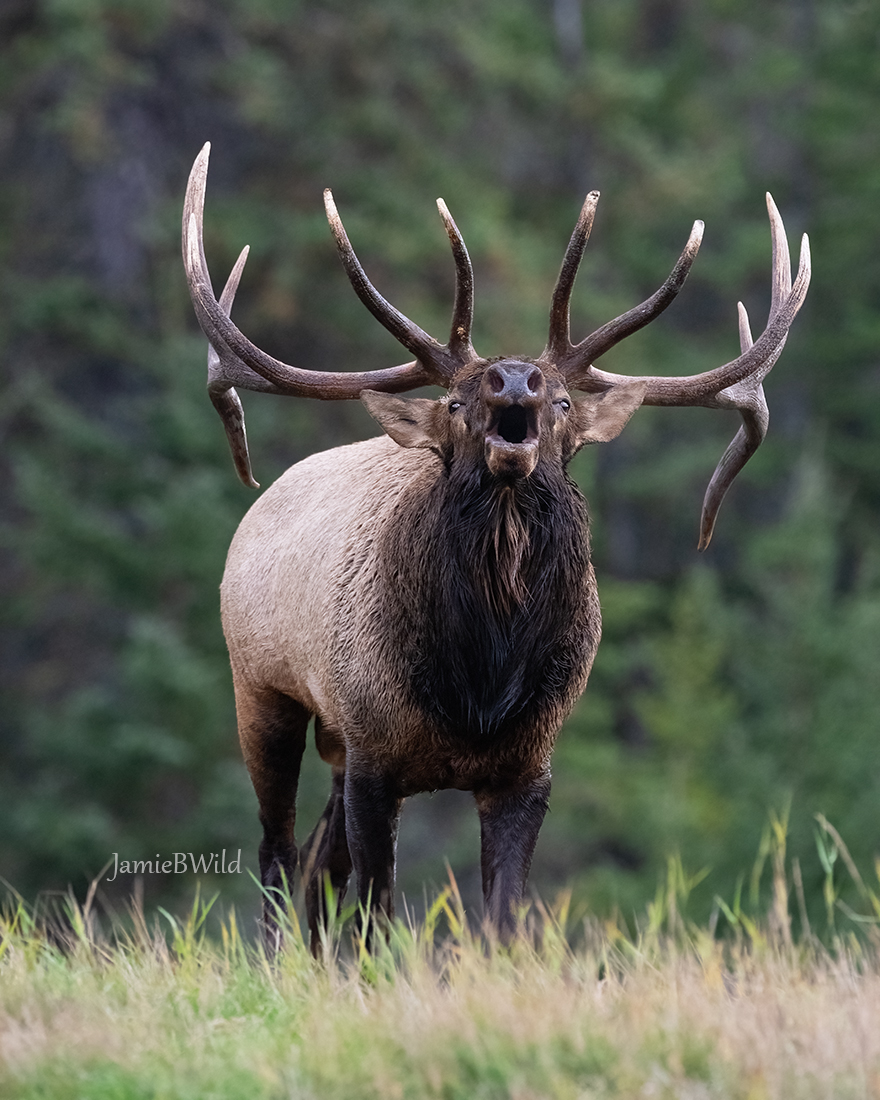 bull elk facing camera bugling
