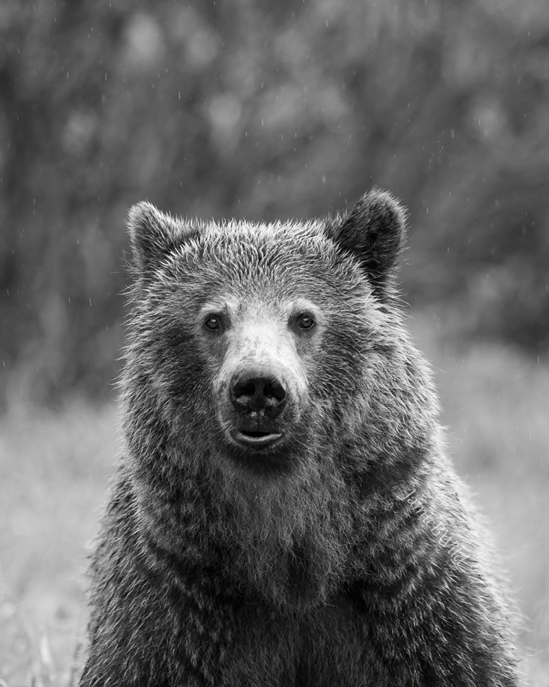 black and white portrait of grizzly bear