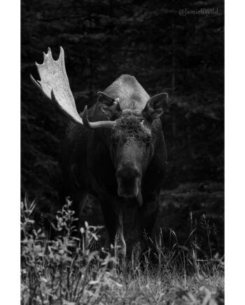 black and white image of bull moose with one antler and scars