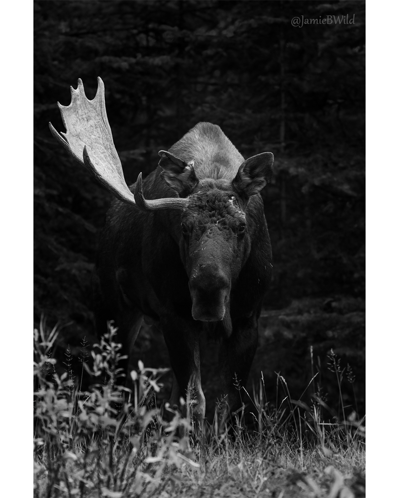 black and white image of bull moose with one antler and scars